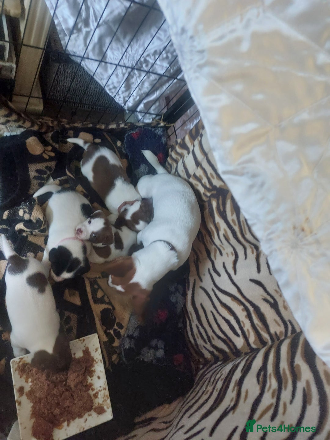 Jack Russell dogs for sale: Truly Superb  Russels - Advert 16