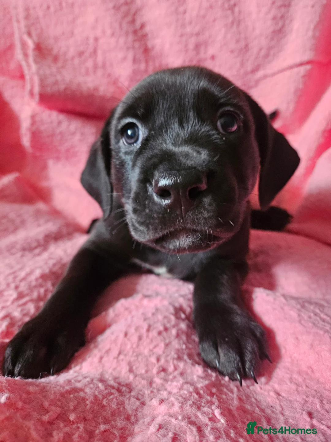 Mixed Breed dogs for sale: KC registered Rottweiler across  - Advert 8