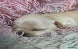 Chihuahua dogs for sale: Puppies chihuahuas 1 boy and 2 little princesses  - Image 3