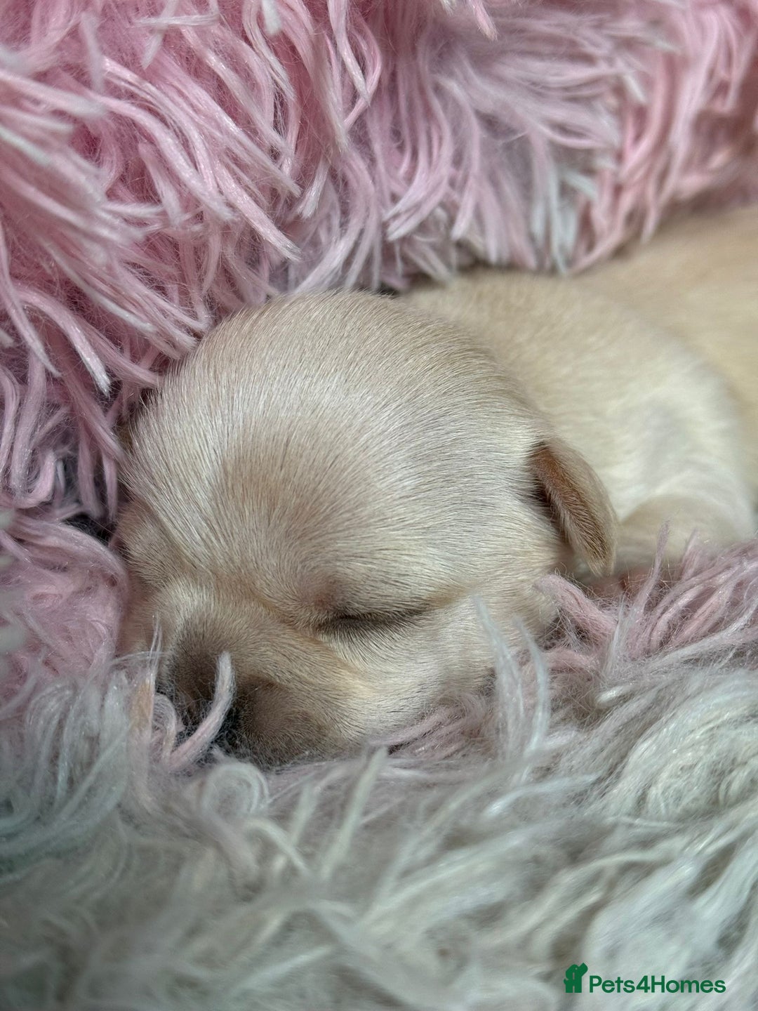 Chihuahua dogs for sale: Puppies chihuahuas 1 boy and 2 little princesses  - Image 3