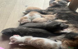 Mixed Breed cats for sale: Two male ginger and white kittens  - Image 3