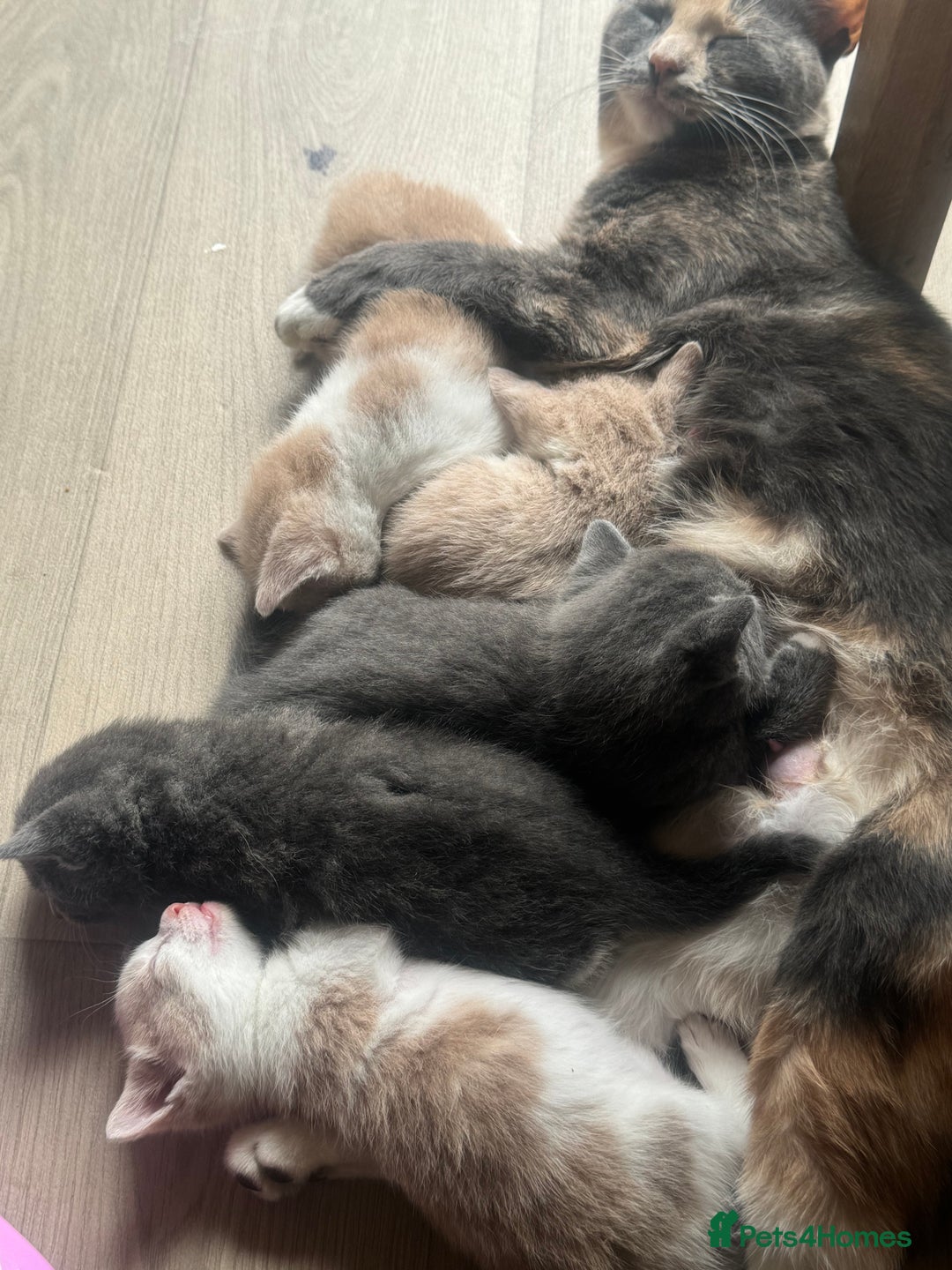 Mixed Breed cats for sale: Two male ginger and white kittens  - Image 3