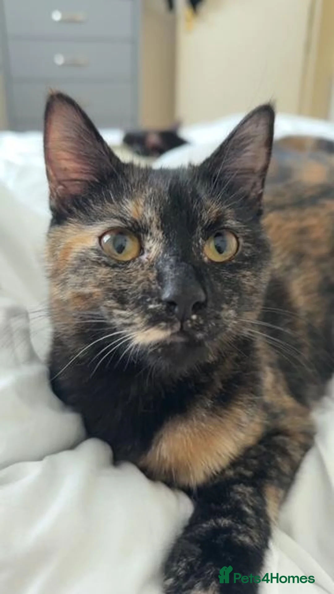Mixed Breed cats for adoption: Sweet Kitten Pair - Your Yin & Yang - Advert 1