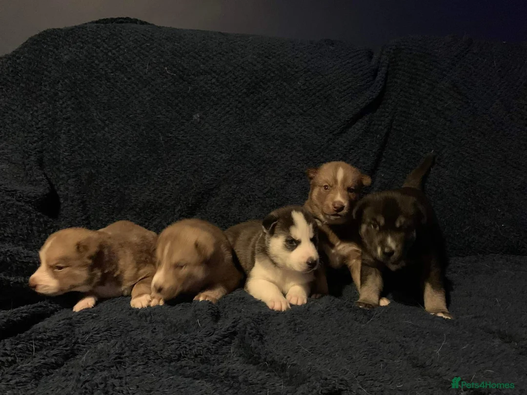 Siberian Husky dogs for stud: Siberian Husky to Stud (Proven) in South Shields - Advert 7