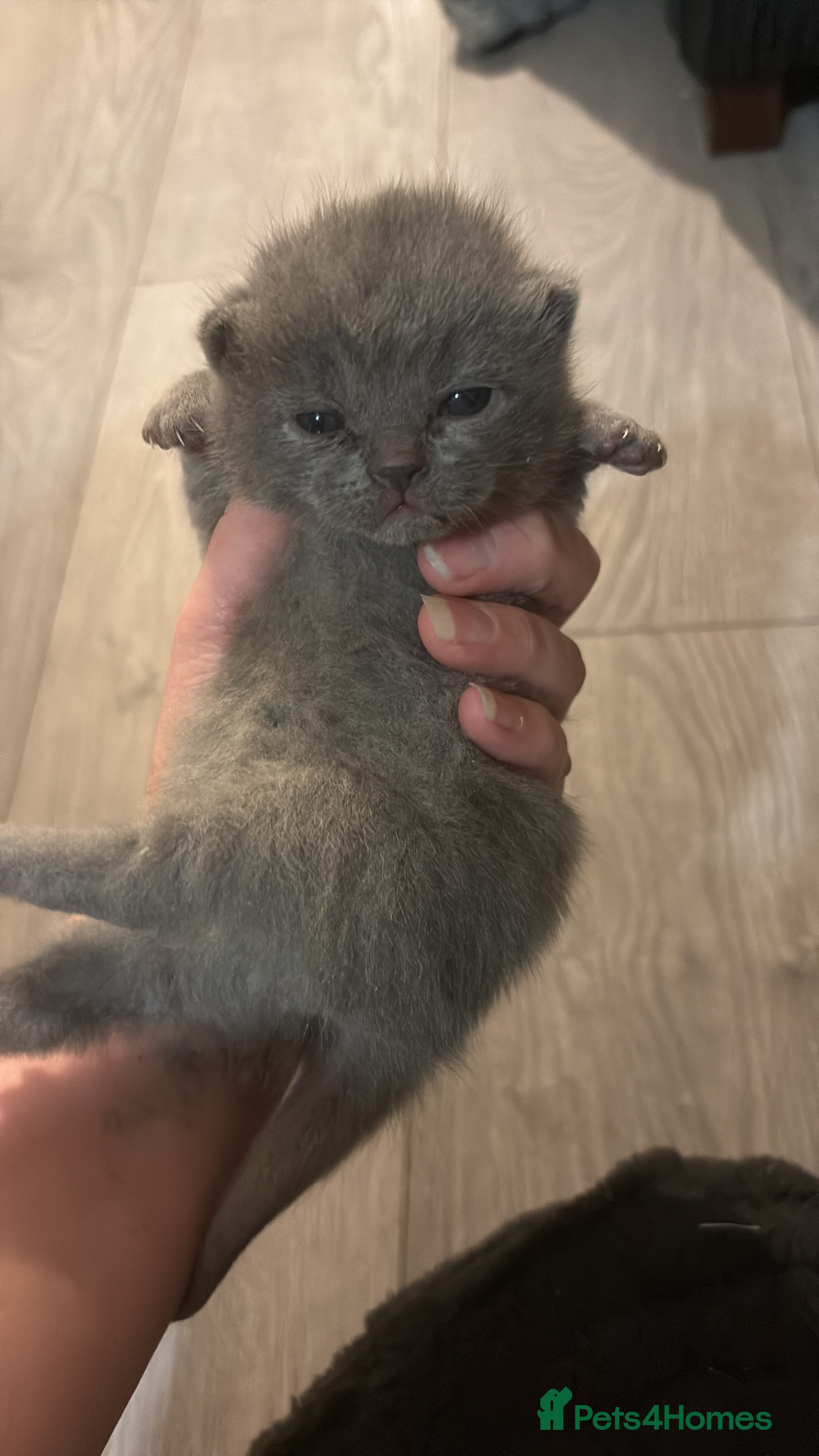 British Shorthair cats British shorthair kittens   - Advert 1