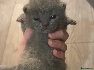 British Shorthair cats British shorthair kittens - Advert 1