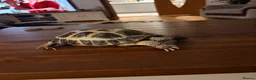 Tortoise reptiles for sale: Herman tortoise and horsefield tortoise  in Chard - Advert 6