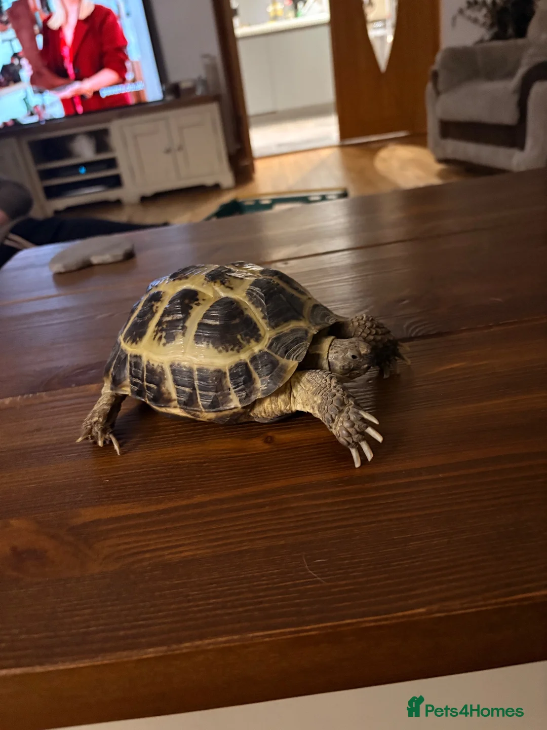 Tortoise reptiles for sale: Herman tortoise and horsefield tortoise  in Chard - Advert 6