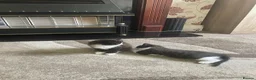 Mixed Breed cats for sale: beautiful kittens - Advert 2