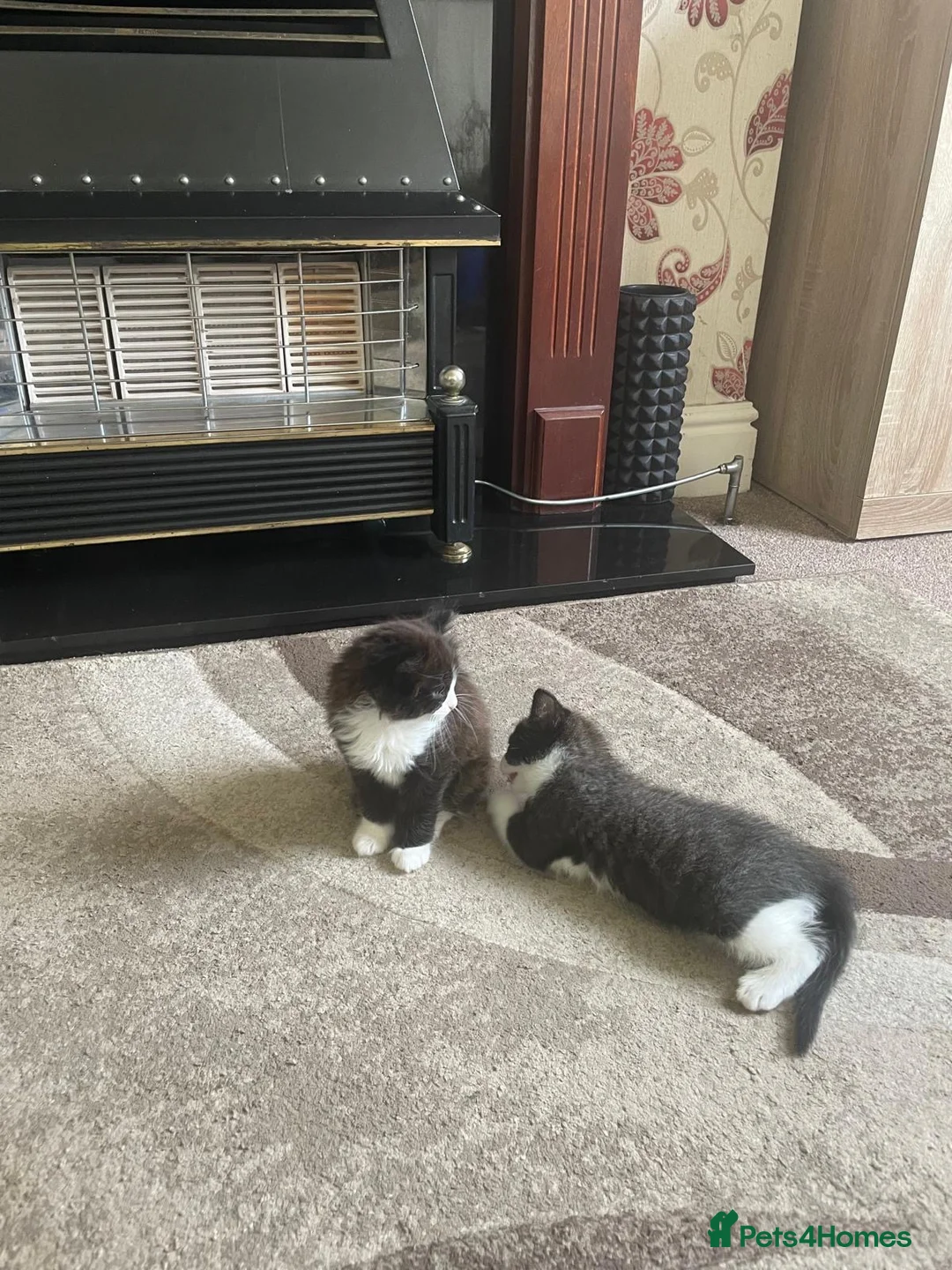 Mixed Breed cats for sale: beautiful kittens - Advert 2