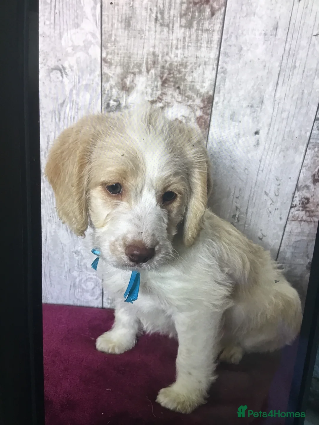 Mixed Breed dogs for sale: Cockador x poodle pups - Advert 8