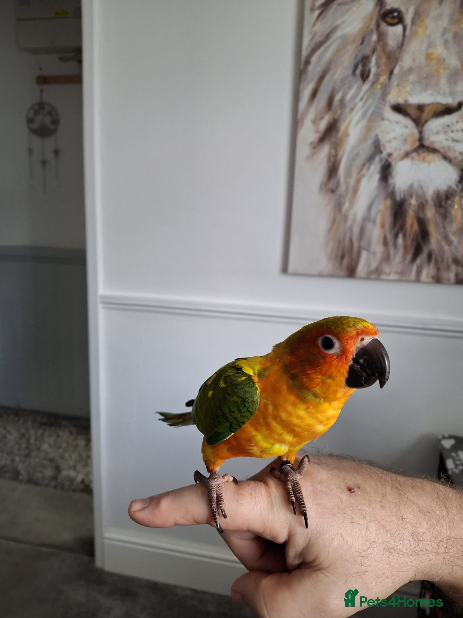 Conures birds Mango Conure - Advert 4