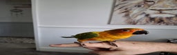 Conures birds for sale: Mango Conure - Advert 1