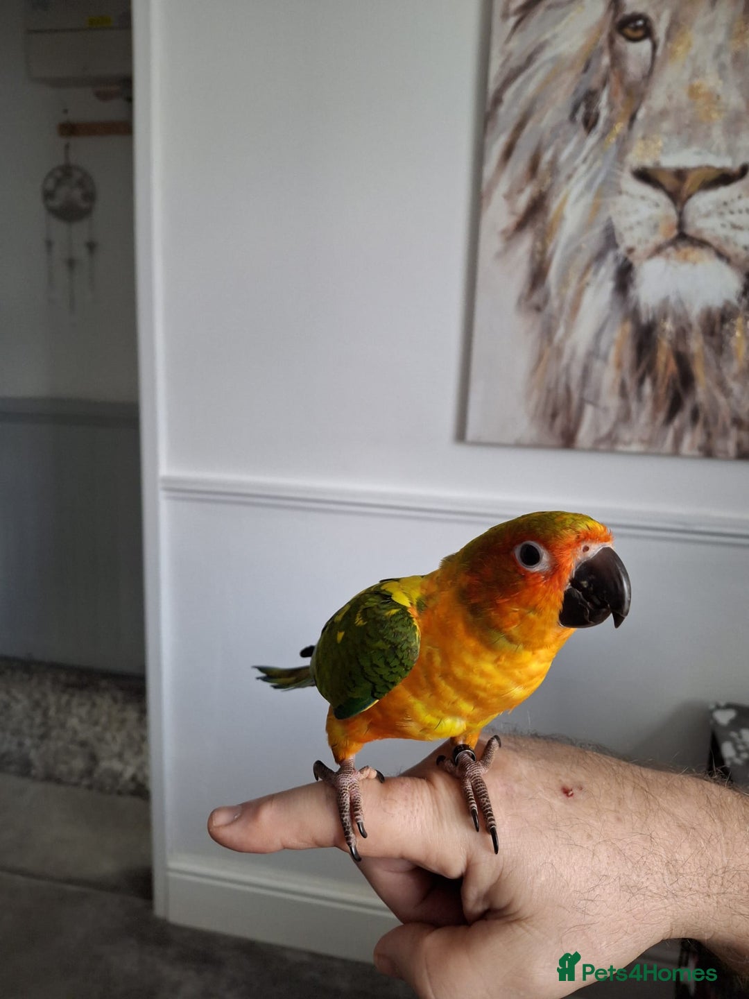 Conures birds for sale: Mango Conure - Advert 1