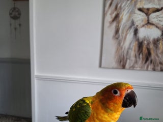 Conures birds Mango Conure - Advert 4