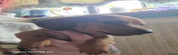 Dachshund dogs for sale: Minature daschund beautiful puppies - Advert 15