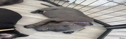Cane Corso dogs for sale: Cane corso puppies🐶🐾 - Advert 16