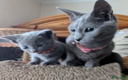 Russian Blue cats for sale: RB kittens Pedigree London  - Image 18