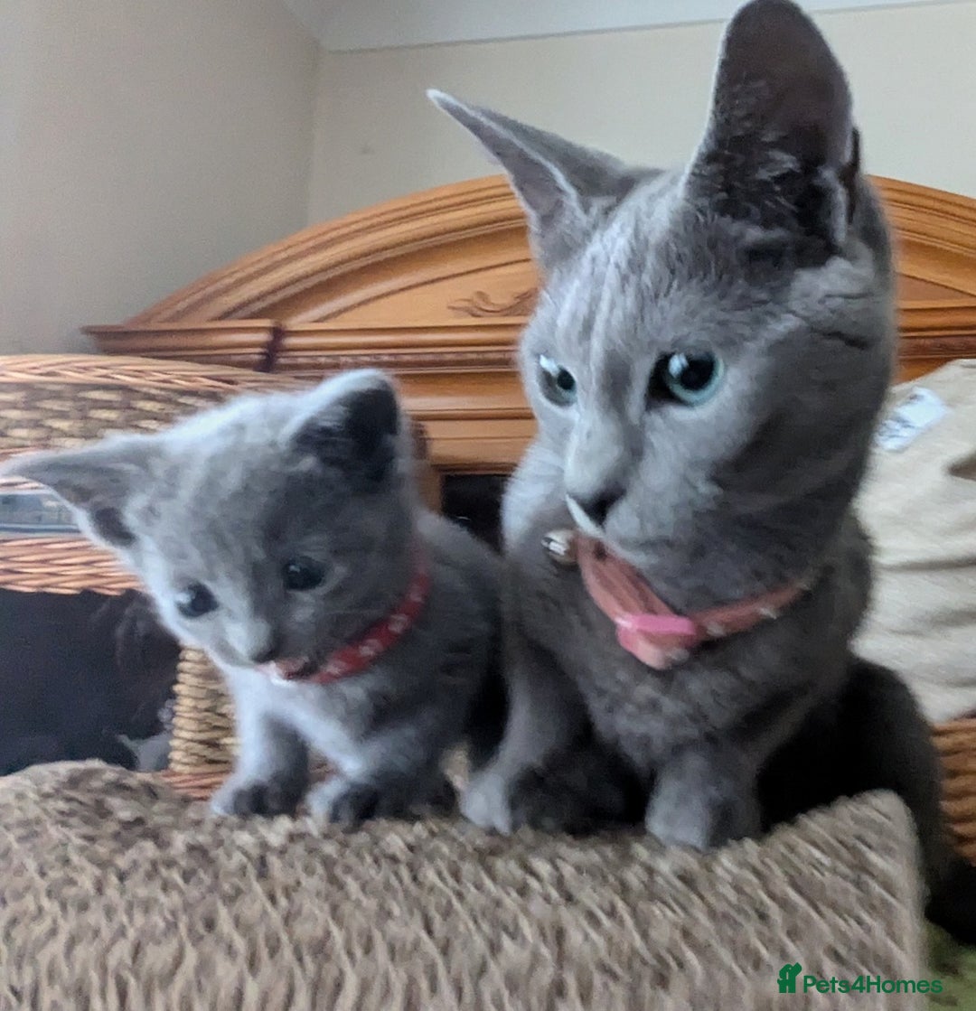 Russian Blue cats for sale: RB kittens Pedigree London  - Image 18