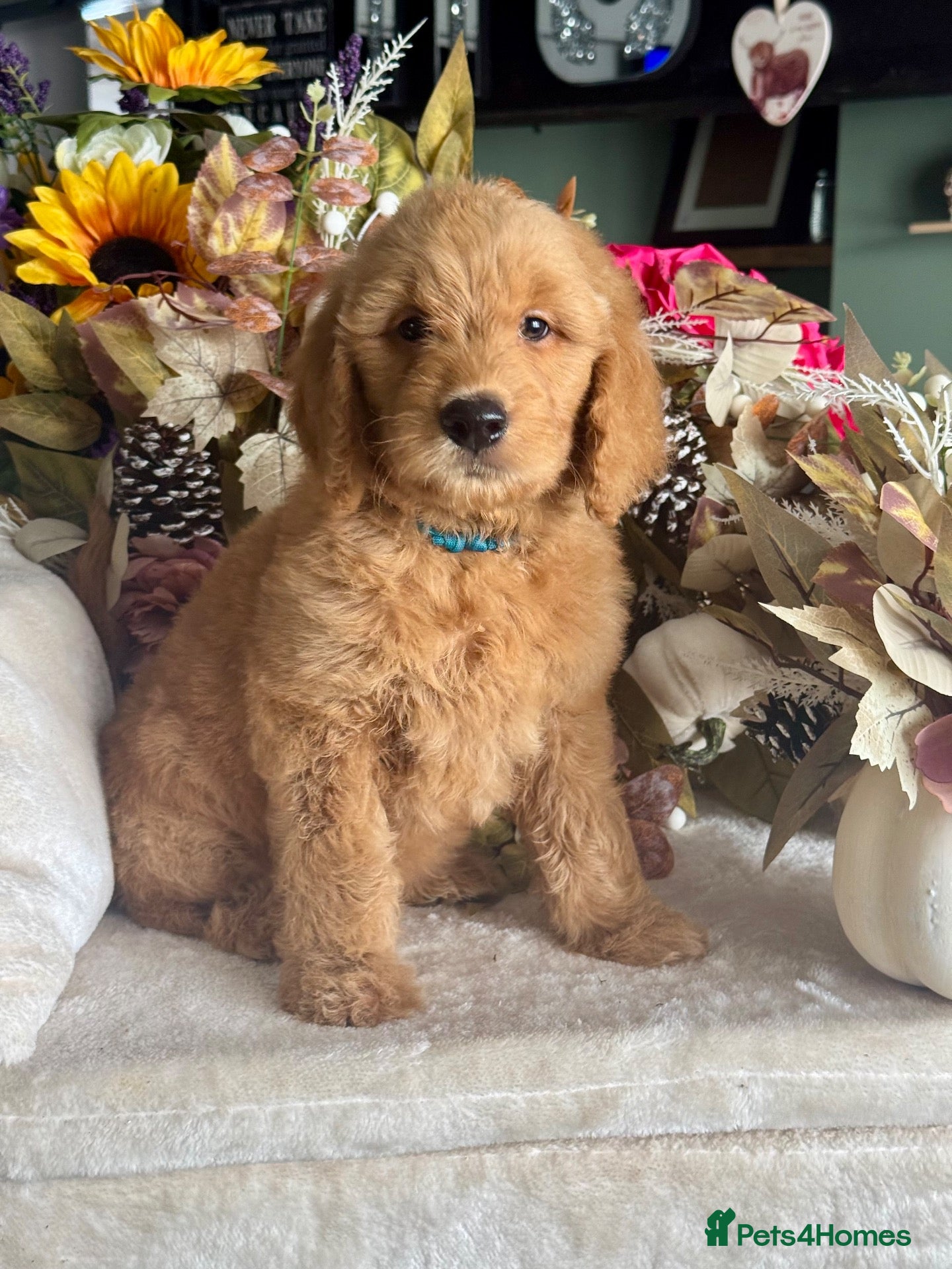 Mini Goldendoodle dogs F1 mini Goldendoodle puppies looking for homes  - Advert 3