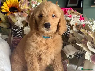 Mini Goldendoodle dogs F1 mini Goldendoodle puppies looking for homes - Advert 3