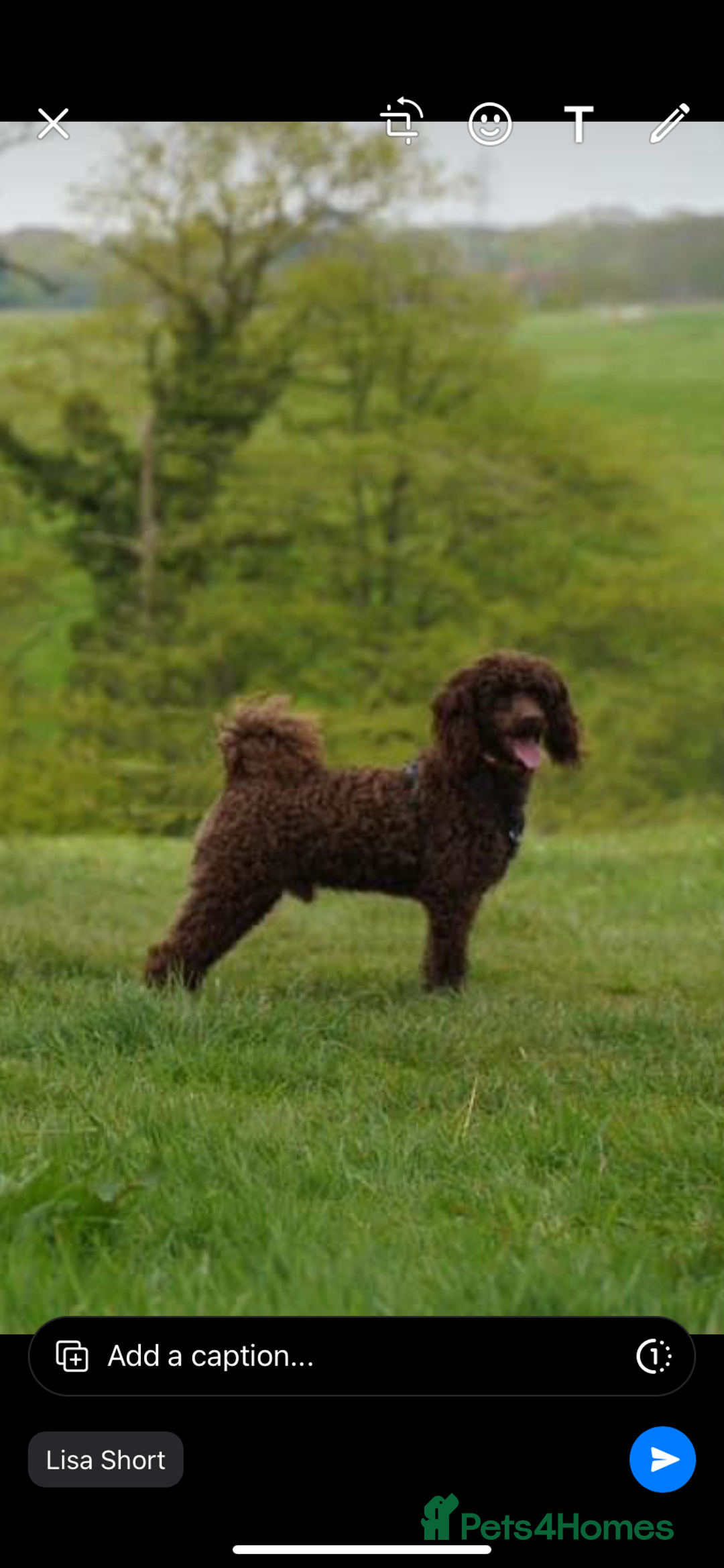 Poodle dogs for stud: Poodle for stud - Image 3