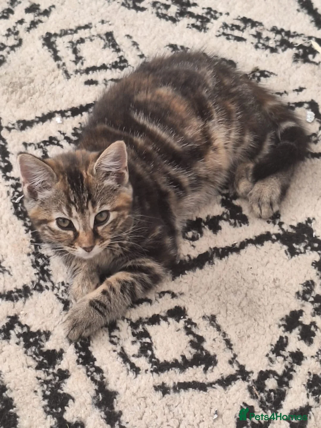 Mixed Breed cats for sale: Beautiful kitten’s ready to leave mum in High Wycombe - Advert 2