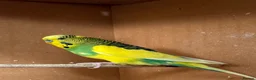 Budgerigars birds for sale: Adult budgie - Advert 3