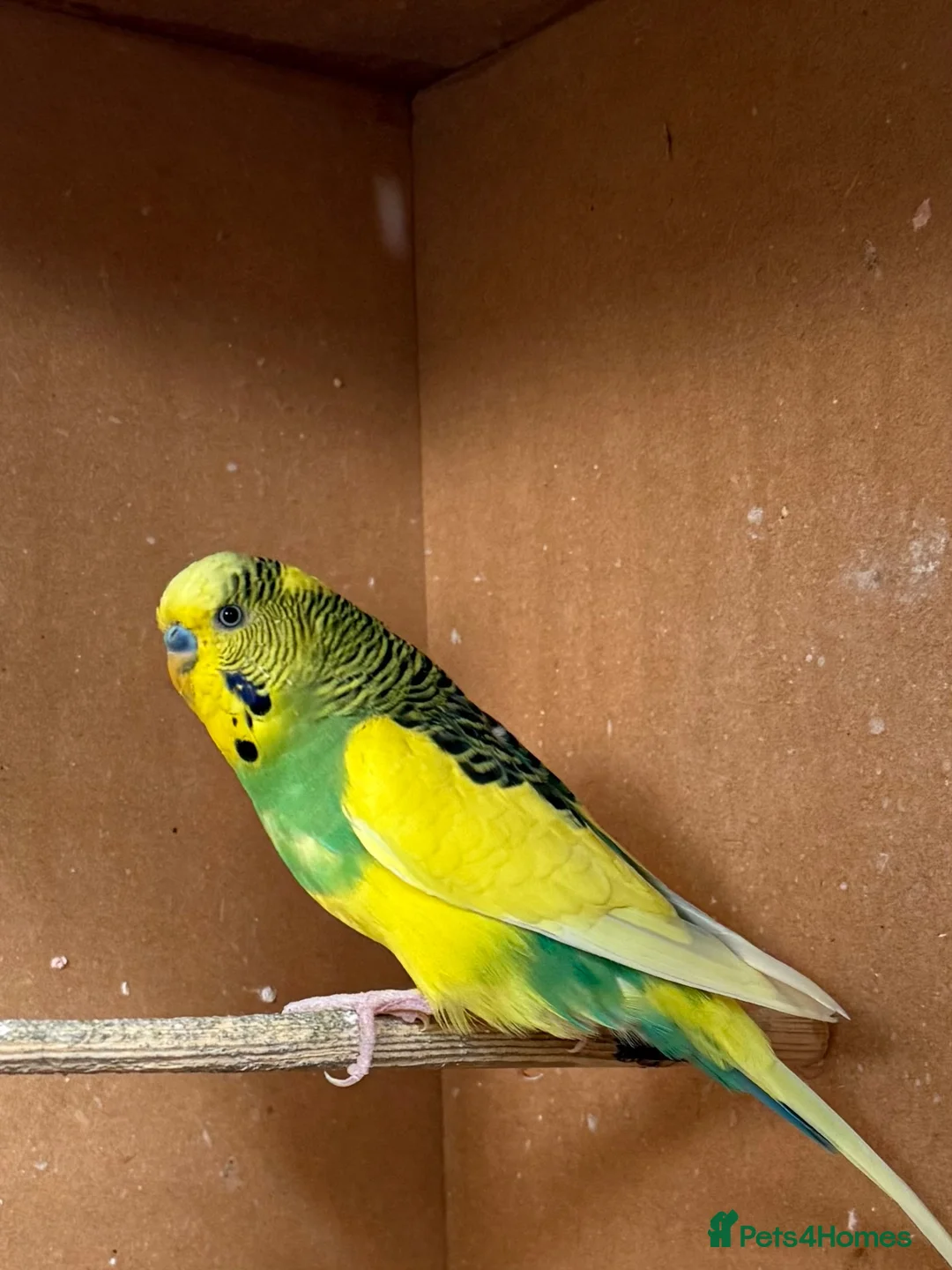 Budgerigars birds for sale: Adult budgie - Advert 3