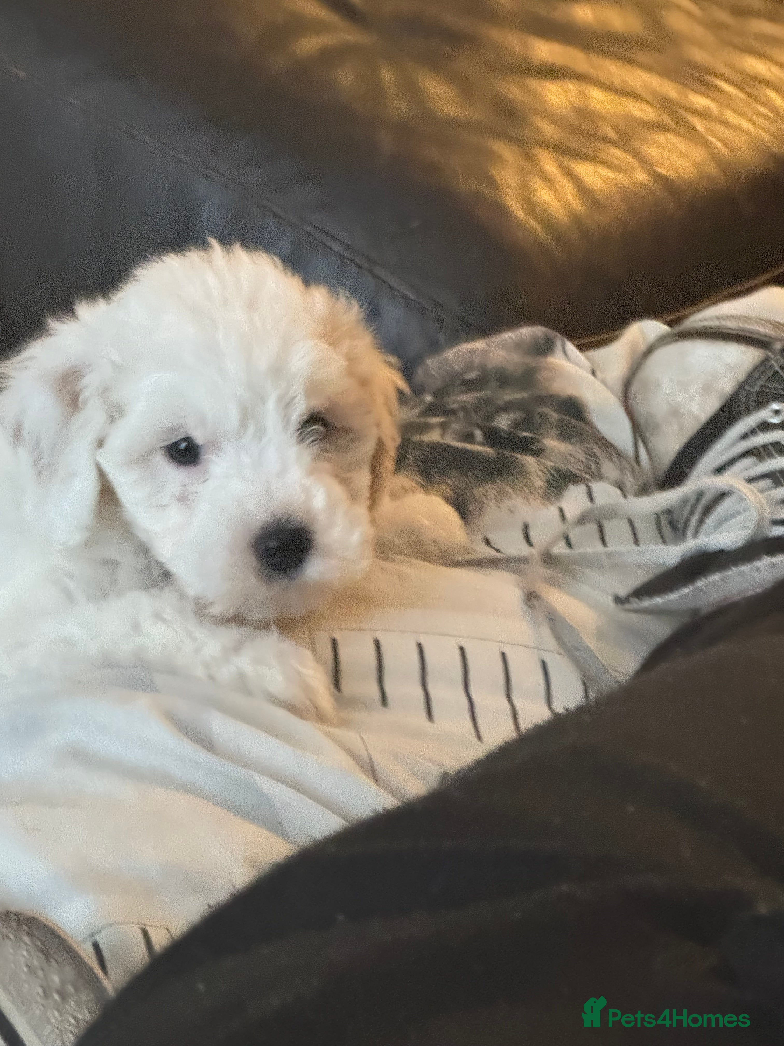 Cockapoo dogs Cockapoo puppy - Advert 1