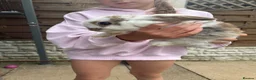 Mixed Breed rabbits for sale: Baby rabbits and mother and father for sale  in Daventry - Advert 5