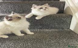 Ragdoll cats for sale: Ragdoll  - Image 4