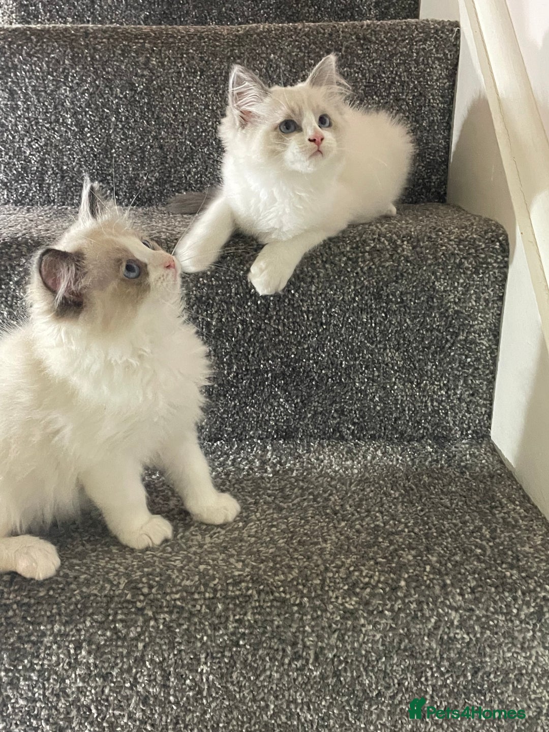 Ragdoll cats for sale: Ragdoll  - Image 4