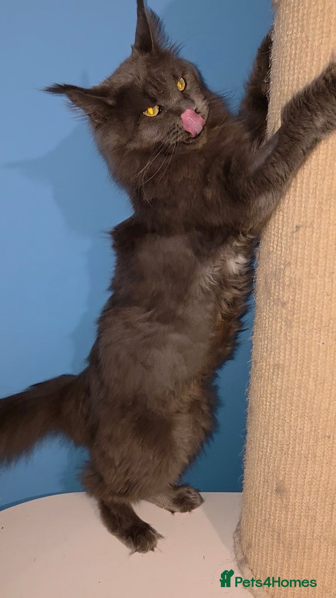 Maine Coon cats for sale: Gccf Beautiful  blue Maine Coon  - Advert 3