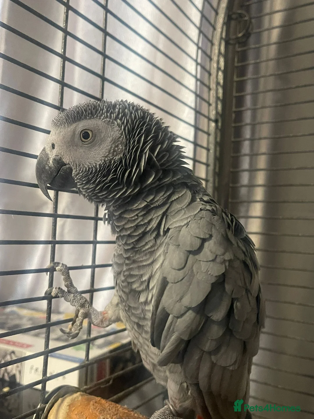Parrots birds for sale: African grey female parrot  - Advert 2
