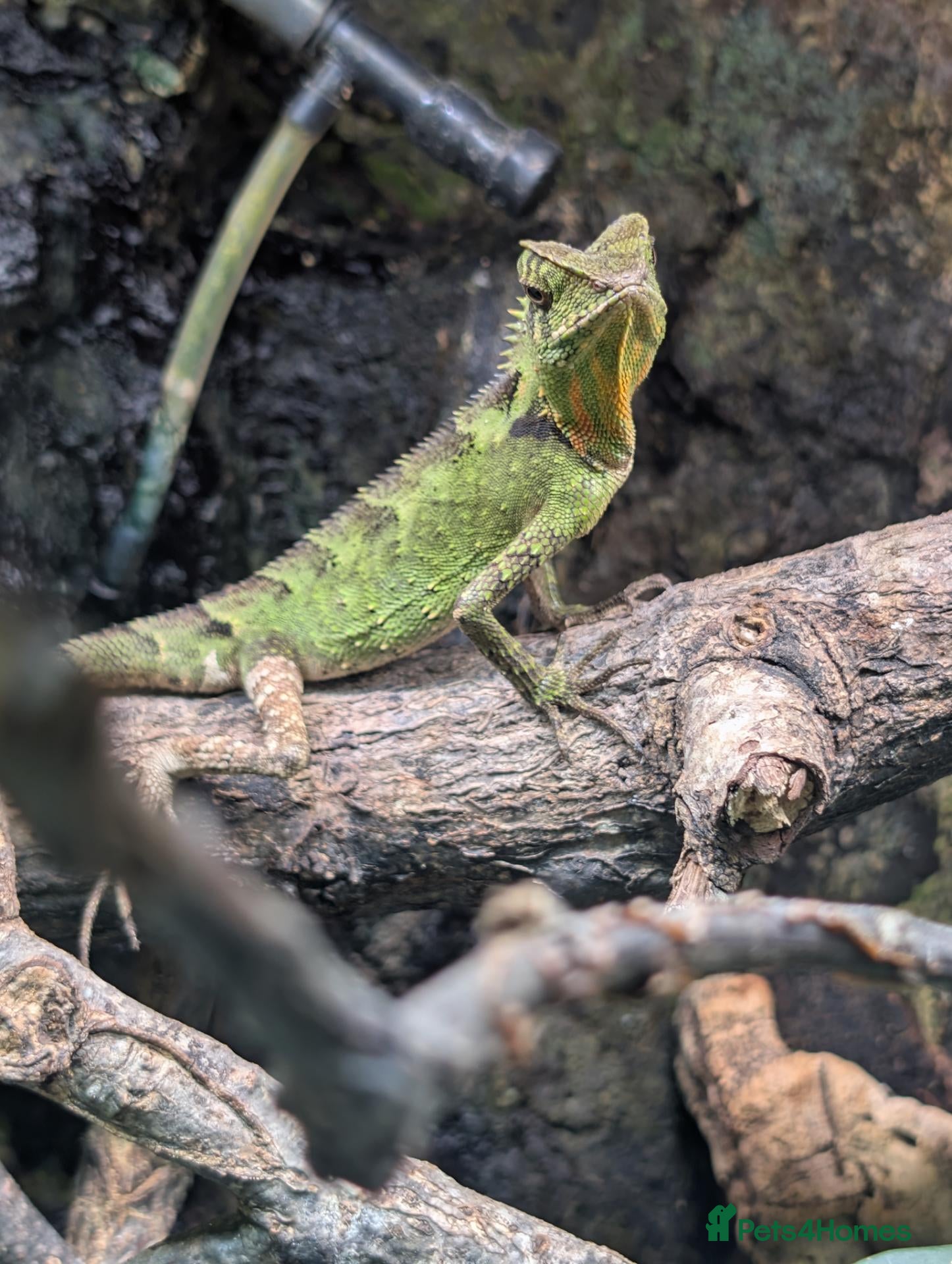 Lizard reptiles Gonocephalus kuhlii (angle head lizard) with full  - Advert 1
