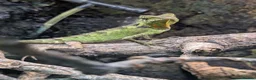 Lizard reptiles for sale: Gonocephalus kuhlii (angle head lizard) with full  in Eastbourne - Advert 1