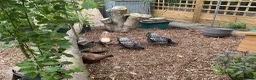 Chickens poultry for sale: Wyandotte Bantams Silver Laced in Crediton - Advert 2