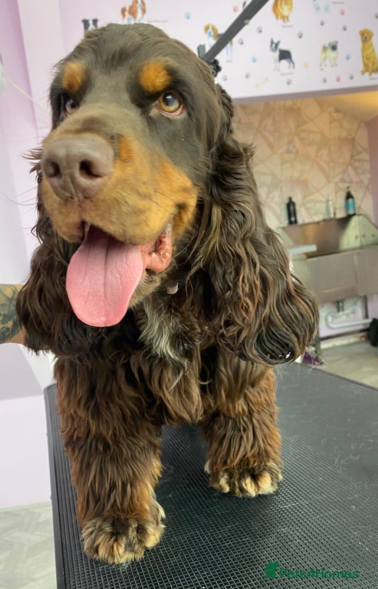 Cocker Spaniel dogs Kc reg.  ,,PROVEN,, Show Type cockerspaniel  in Morecambe - Advert 8