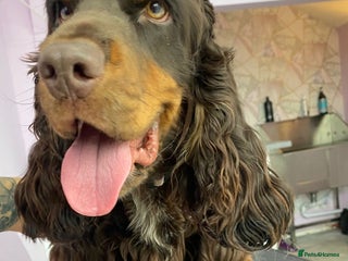 Cocker Spaniel dogs in Morecambe - Advert 40