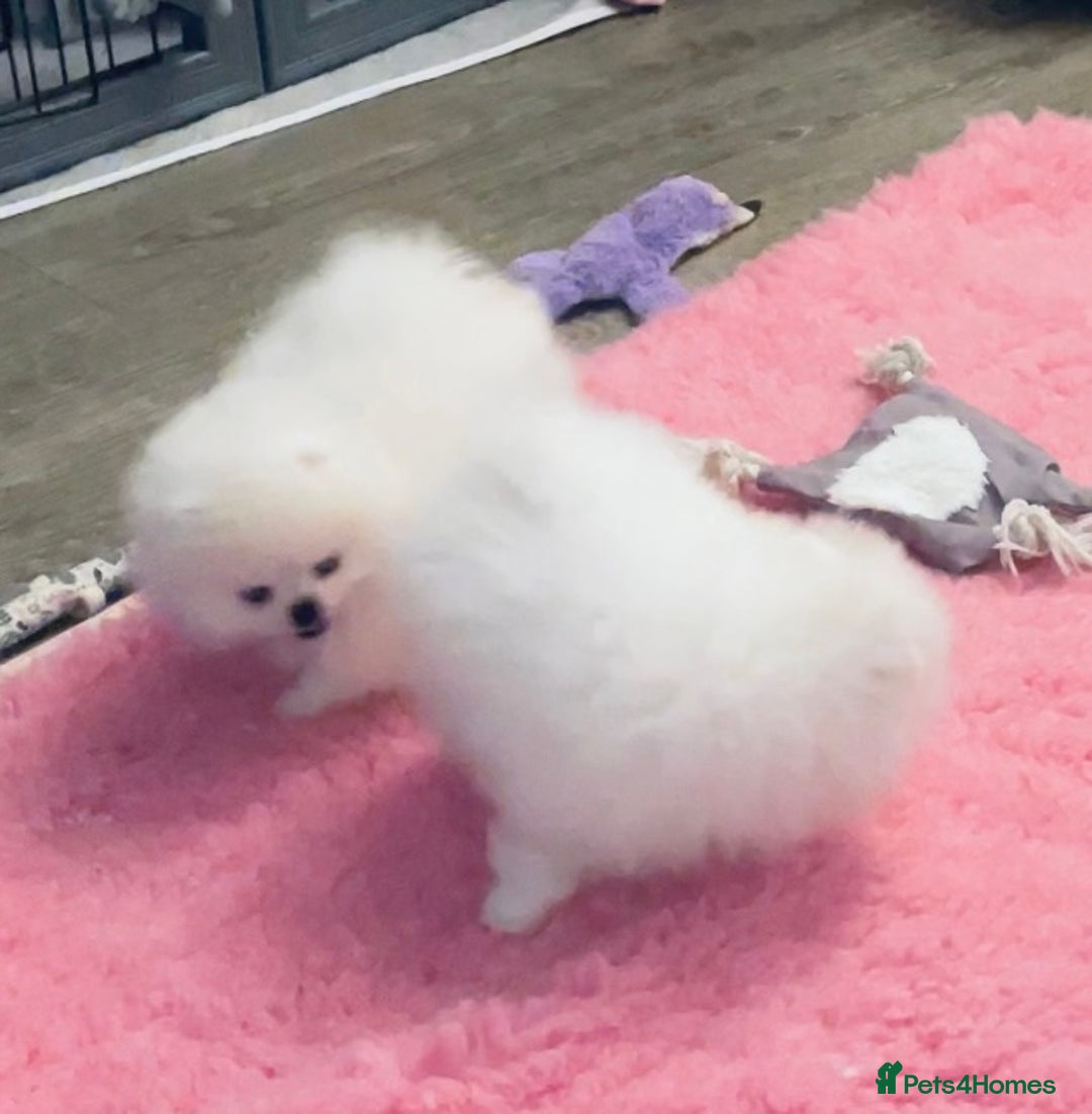 Pomeranian dogs for sale: Stunning teddybear face Boys Ready🌟 - Advert 21