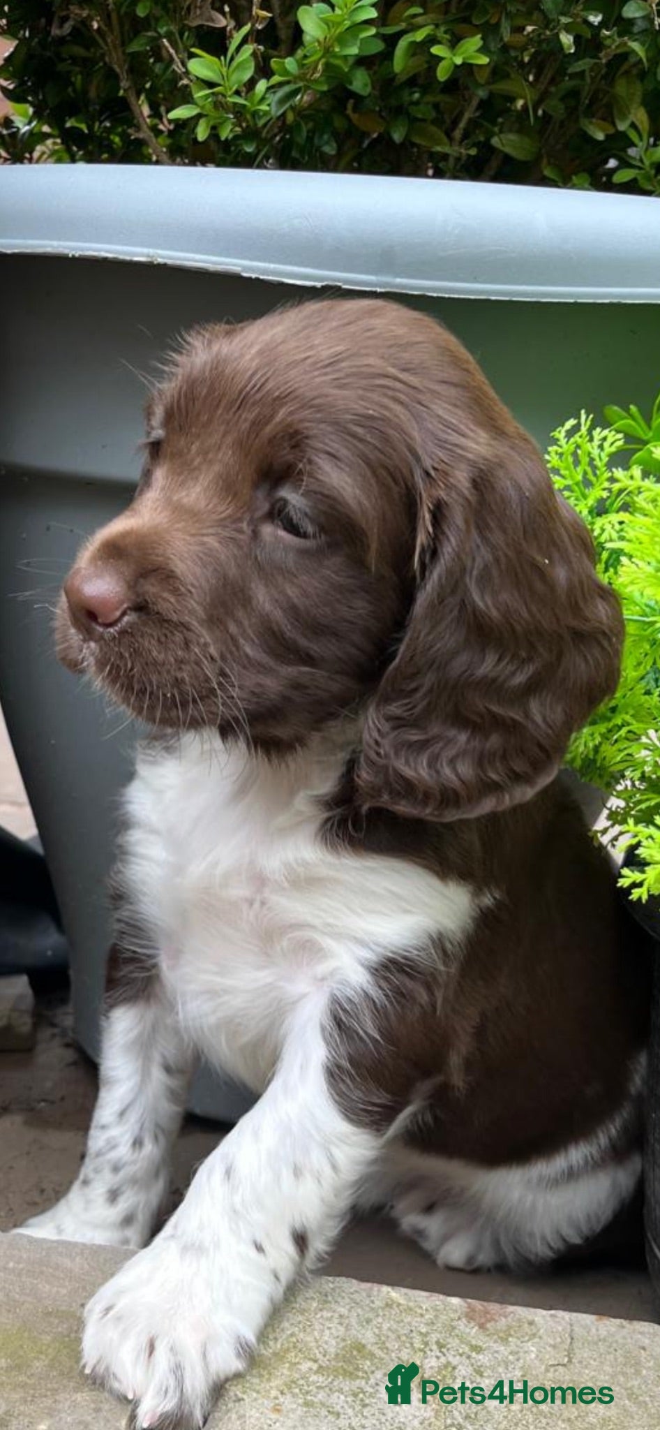 English Springer Spaniel dogs GORGEOUS ENGLISH SPRINGER SPANIEL PUPPIES - Advert 1