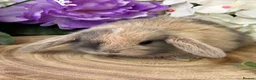 Mini Lop rabbits for sale: Mini Lop Bunnies - Advert 1