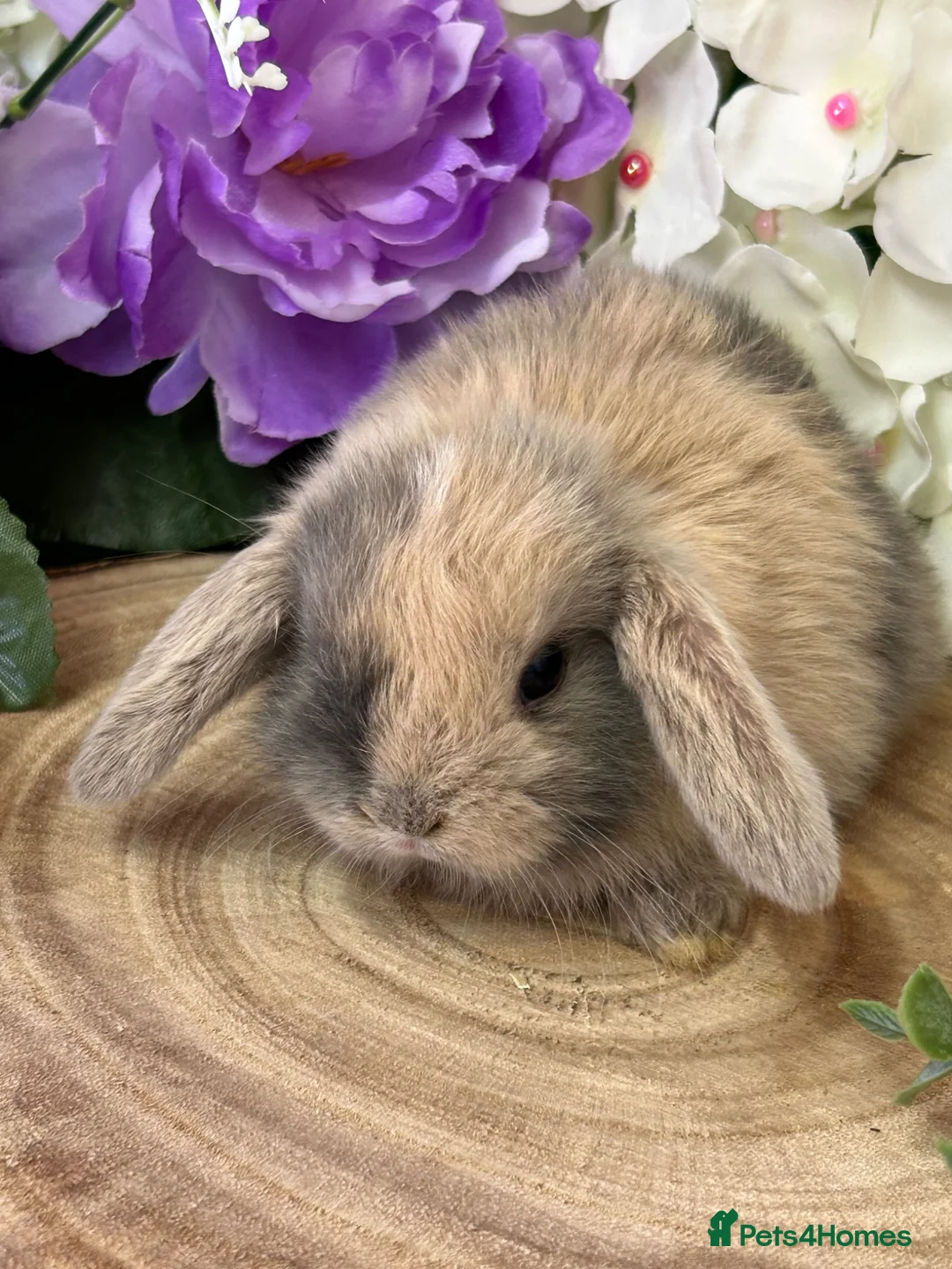 Mini Lop rabbits for sale: Mini Lop Bunnies - Advert 1