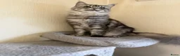 Maine Coon cats for sale: GCCF Maine coon Russian Import line👑 - Advert 22
