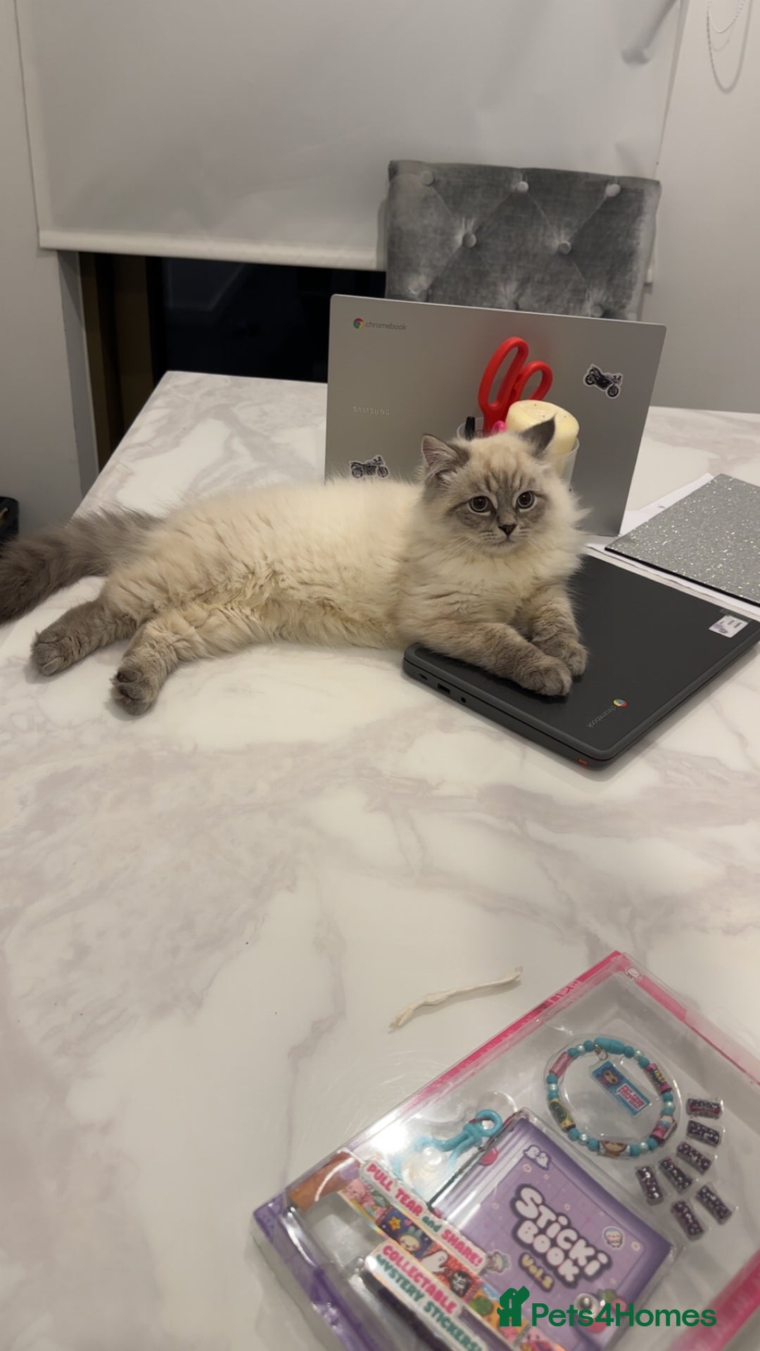 Siberian cats for sale: NEW ADDITION LAST Adorable Siberian Neva masq! - Advert 2