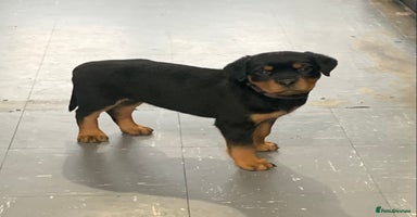 Rottweiler dogs AMAZING FULL PEDIGREE ROTTWEILER PUPPIES - Advert 6