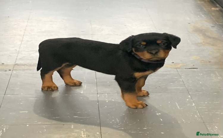 Rottweiler dogs AMAZING FULL PEDIGREE ROTTWEILER PUPPIES - Advert 5
