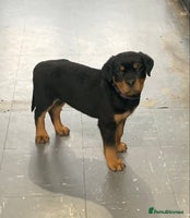 Rottweiler dogs AMAZING FULL PEDIGREE ROTTWEILER PUPPIES - Advert 3