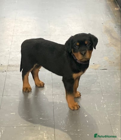 Rottweiler dogs AMAZING FULL PEDIGREE ROTTWEILER PUPPIES - Advert 5